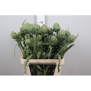 Cynara Sc Green Glob