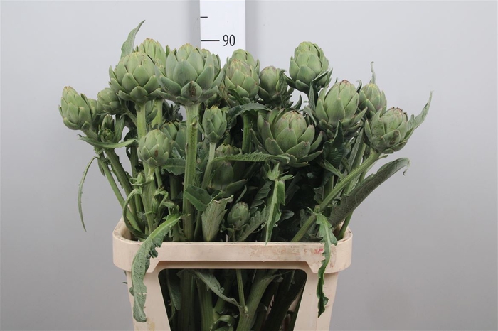 <h4>Cynara Sc Green Glob</h4>