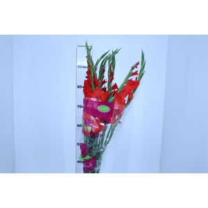 NÃO USAR GLADIOLO 100 CM VERMELHO