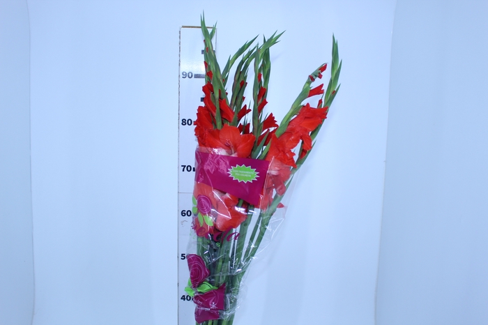NÃO USAR GLADIOLO 100 CM VERMELHO