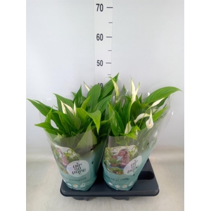 Spathiphyllum  'Pearl Cupido'