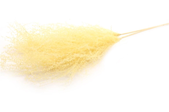 Dried Stipha Feather Yellow Large Bunch