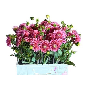 Dahl Dec Pink Runner