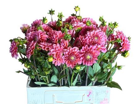 <h4>Dahl Dec Pink Runner</h4>