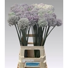 Allium Kenton
