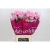 Dianthus St Dollar