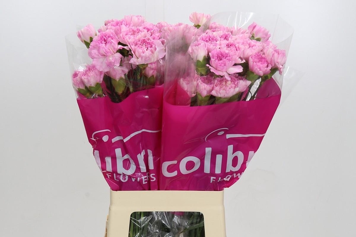 <h4>Dianthus St Dollar</h4>