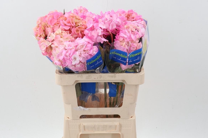 <h4>Hydr Pink Select</h4>