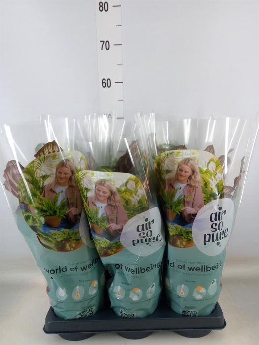 <h4>Calathea makoyana</h4>