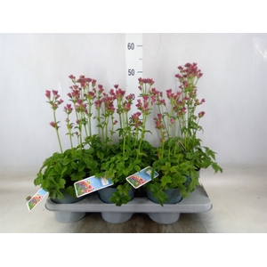 Astrantia major 'Roma'