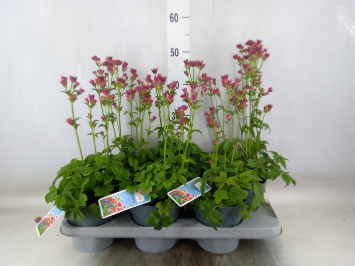 <h4>Astrantia major 'Roma'</h4>