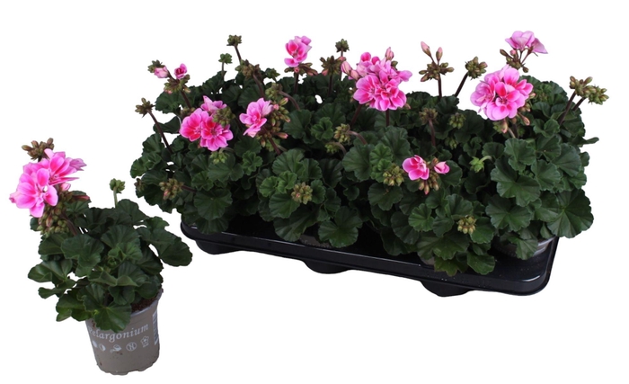 <h4>Pelargonium Zonale Lila</h4>