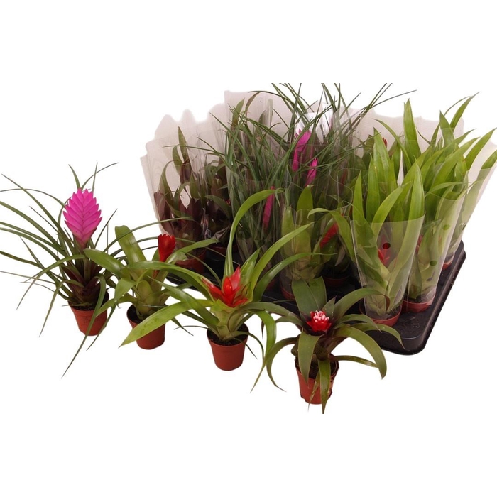 <h4>BROMELIA GEM</h4>