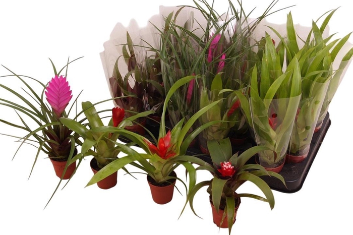 <h4>BROMELIA GEM</h4>