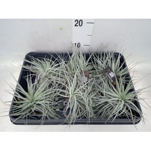 Tillandsia