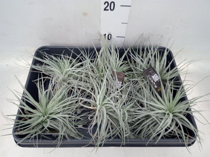 <h4>Tillandsia</h4>