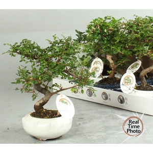 BONSAI GEM