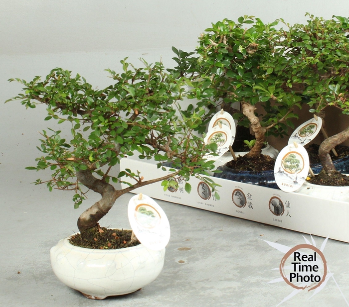 <h4>BONSAI GEM</h4>