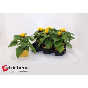 ** Heli Sunsation * Spring Deal *