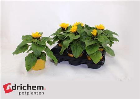 <h4>** Heli Sunsation * Spring Deal *</h4>