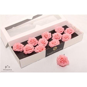 Roos Wax Zijde 9120 M Apricot (versilia)
