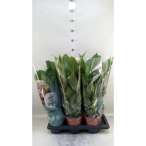 Spathiphyllum  'Vivaldi'