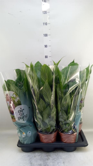 <h4>Spathiphyllum  'Vivaldi'</h4>