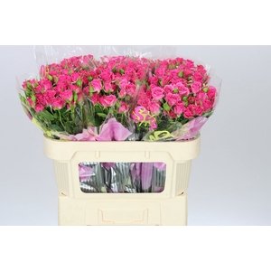 Rosa Tr Lianne
