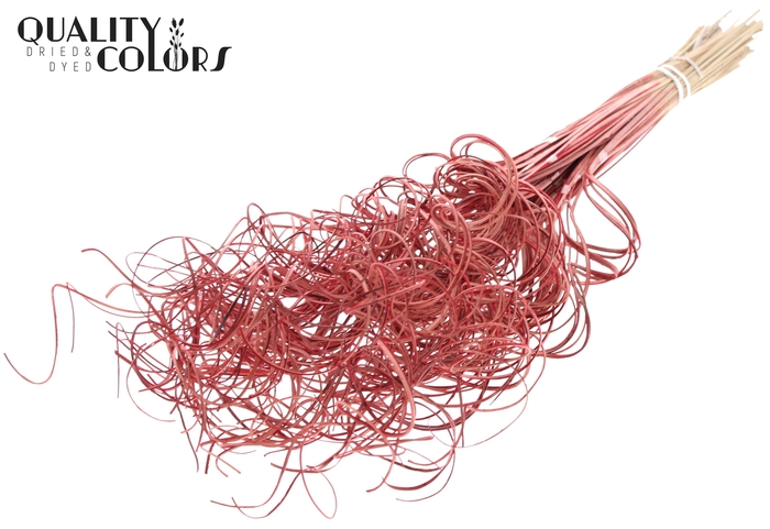 Palm Curly TT 3pc/tuft - 33 tuft/bunch Red