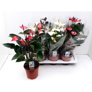 .Anthurium andreanum grp gemengd 4 kleuren