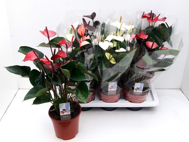 <h4>.Anthurium andreanum grp gemengd 4 kleuren</h4>