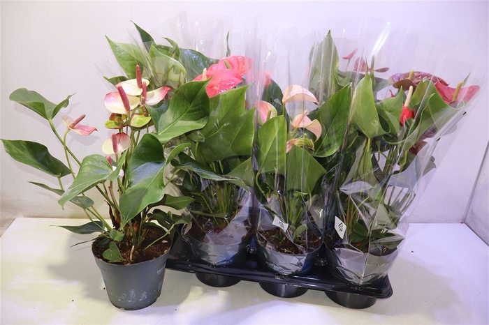 <h4>Anthu An Gem</h4>