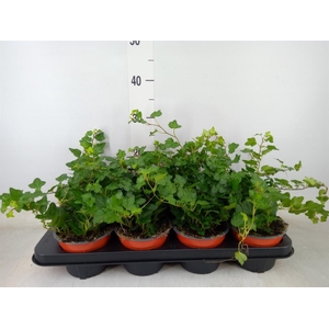 Hedera helix 'Wonder'