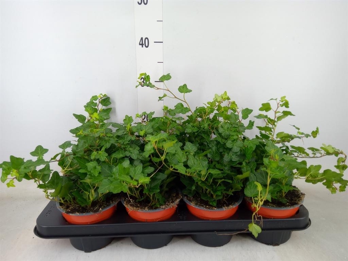 <h4>Hedera helix 'Wonder'</h4>