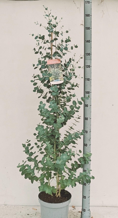 <h4>EUCAL GUNNII</h4>