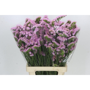Limonium Sinuatum Pink Light