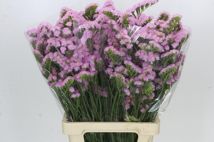 <h4>Limonium Sinuatum Pink Light</h4>
