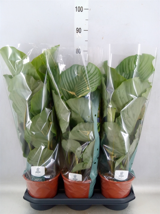 Calathea orbifolia