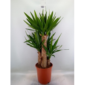 Yucca elephantipes   ...