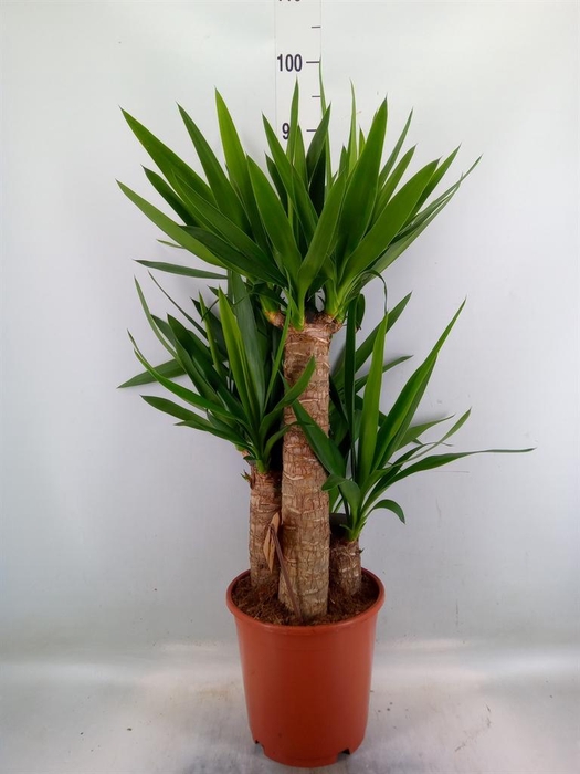 <h4>Yucca elephantipes ...</h4>