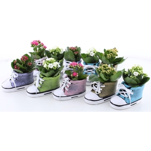 ARR KALANCHOE