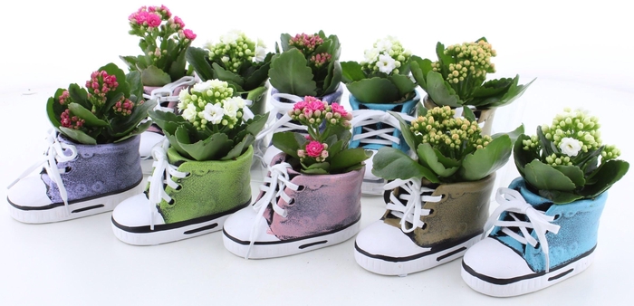 <h4>ARR KALANCHOE</h4>