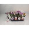 Phal Mini In Mix Keramiek