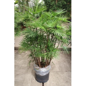 Rhapis Humilis