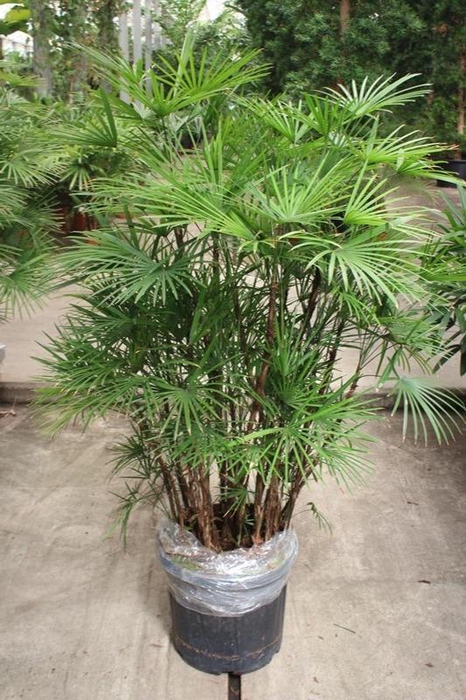 <h4>Rhapis Humilis</h4>