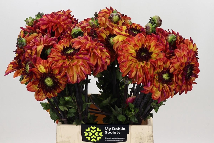 Dahlia Ding A Dong