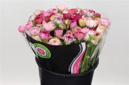 <h4>Ran Elegance Cappucino Mix</h4>