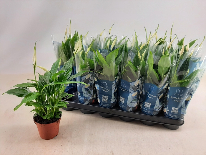 <h4>SPATH CHOPIN</h4>