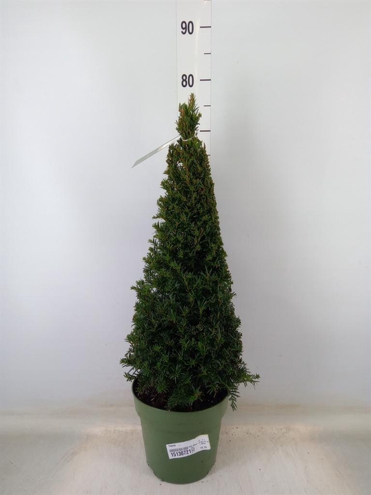 <h4>Taxus ...</h4>