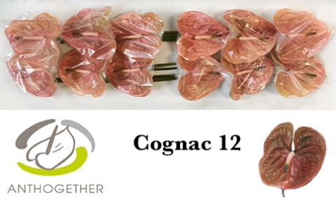 <h4>Anthurium Cognac</h4>